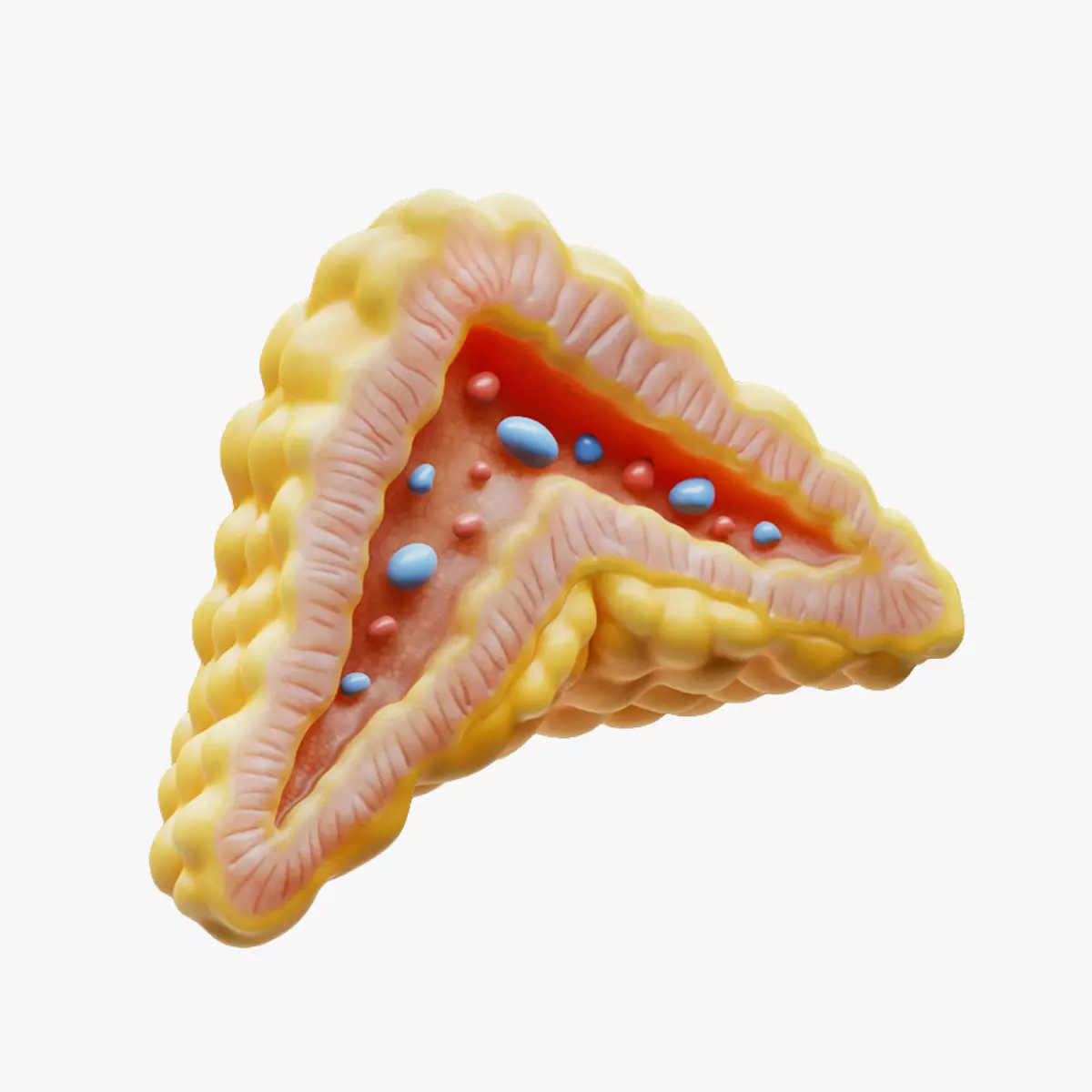 Adrenal Gland Cross Section Anatomy Low-poly 3D model_0