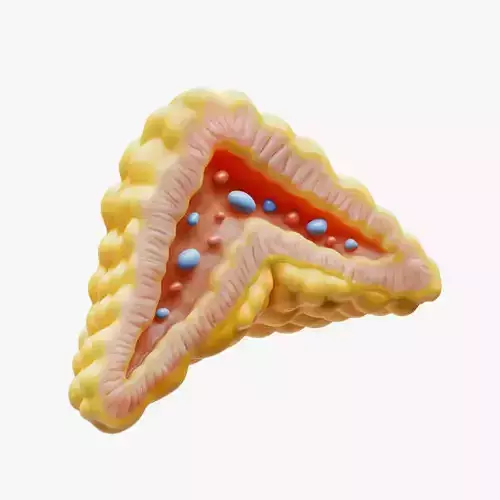 Adrenal Gland Cross Section Anatomy