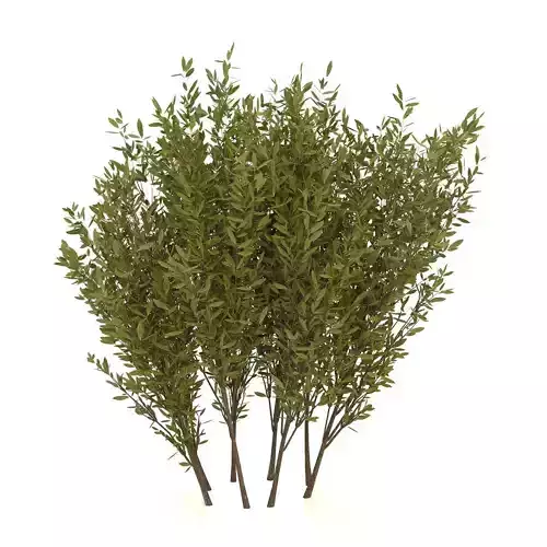 Bush 61 3D model