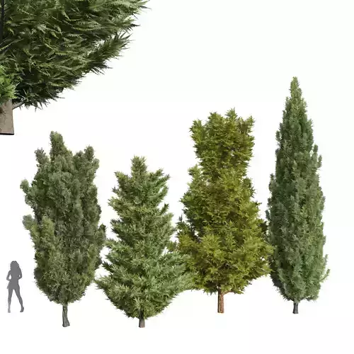 Leyland Cypress Tree Cupressocyparis leylandi Mediterranean 3D model
