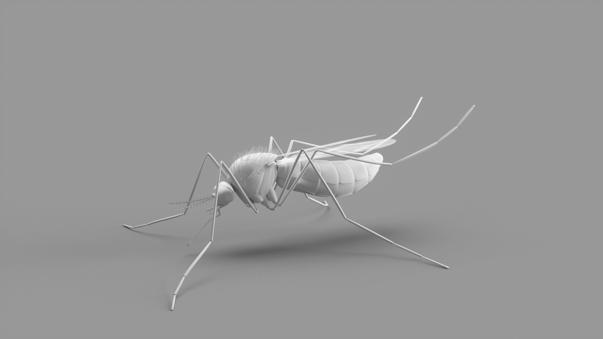 mosquito 3D model_3