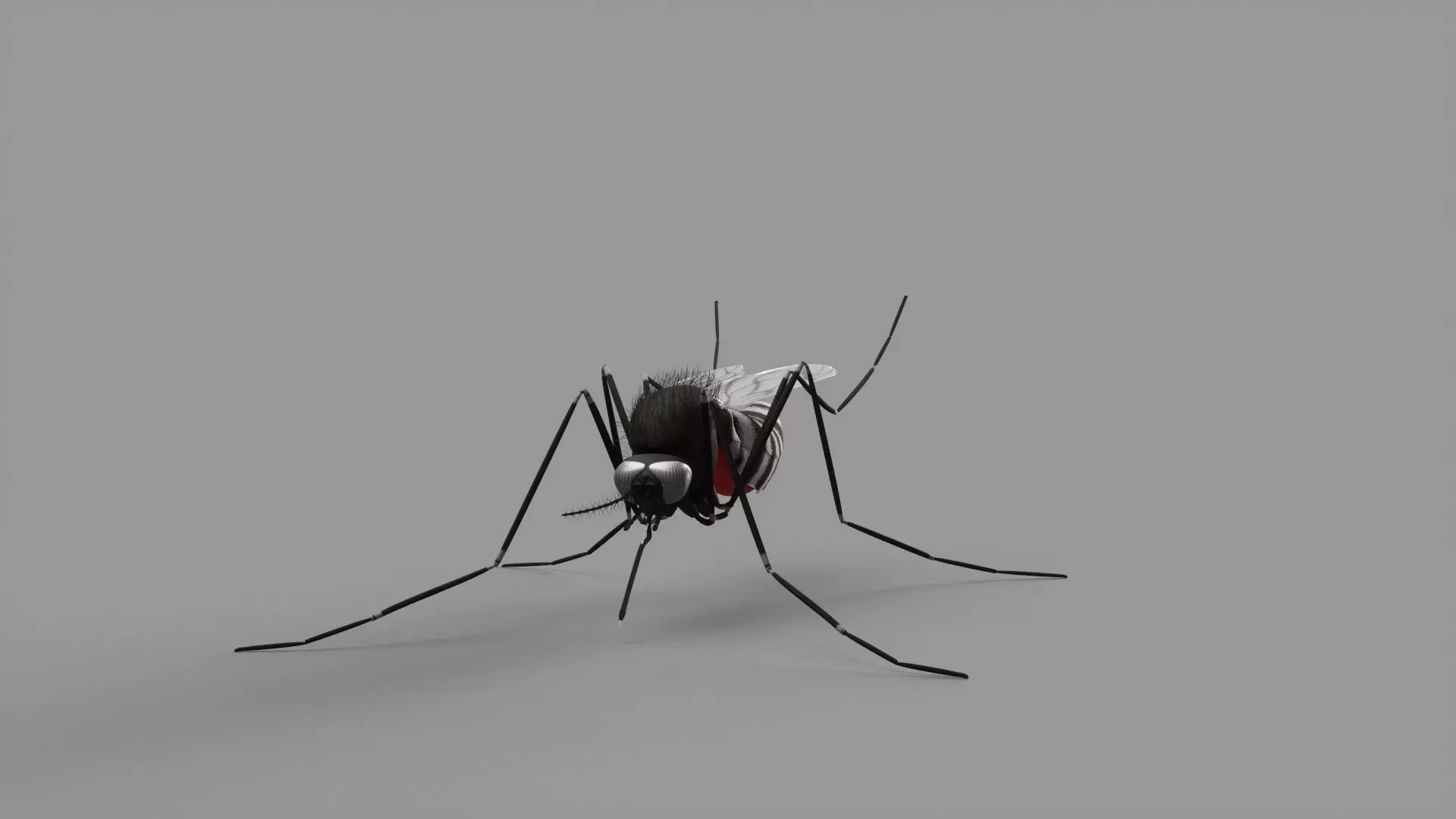 mosquito 3D model_0
