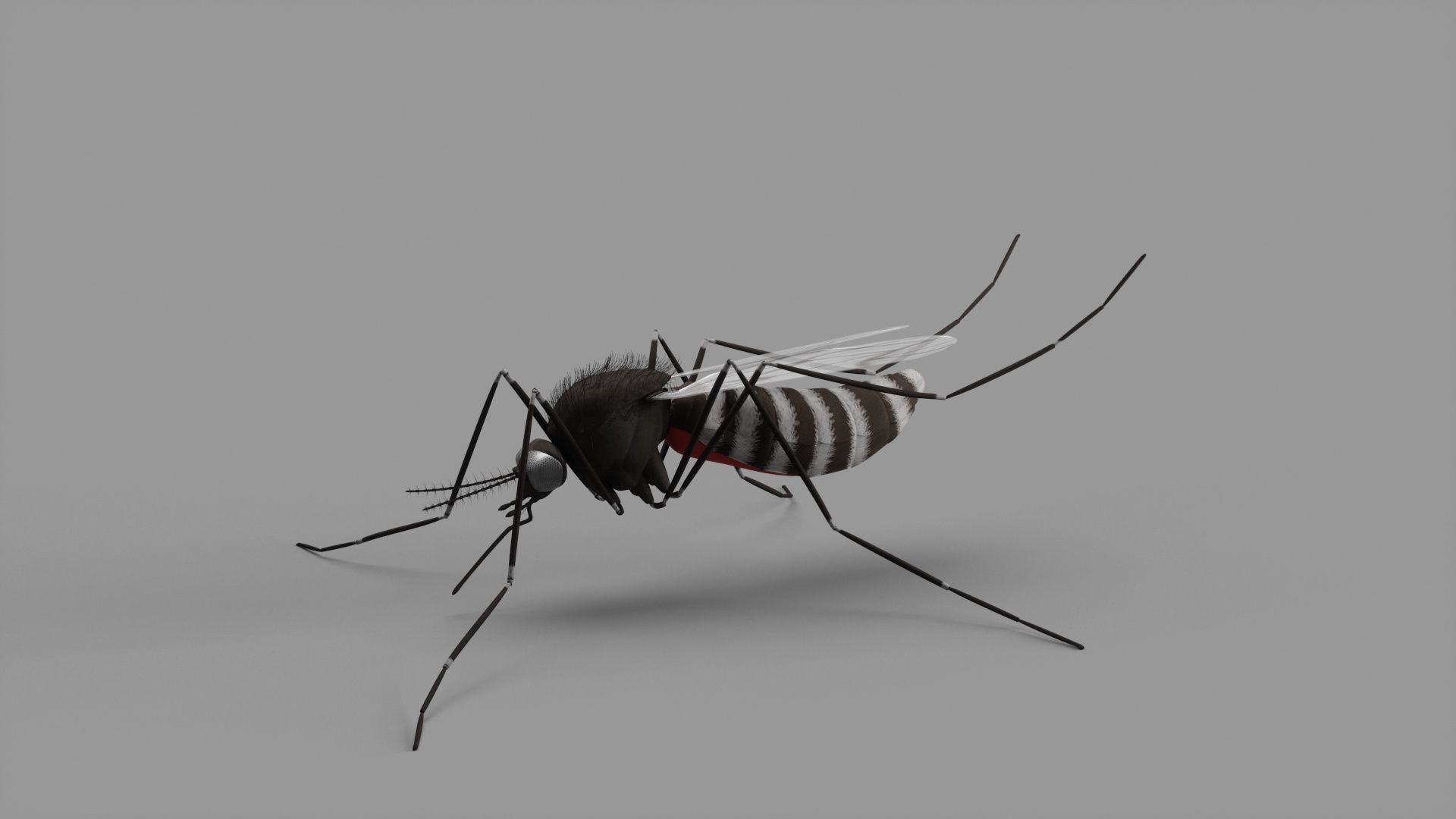 mosquito 3D model_2