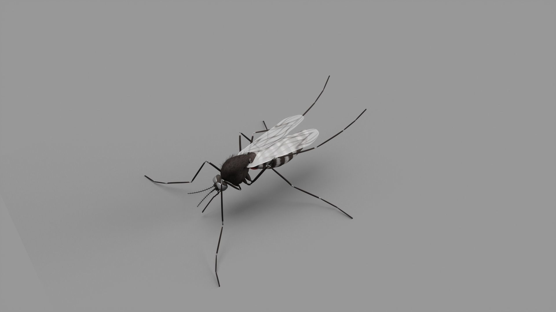 mosquito 3D model_1