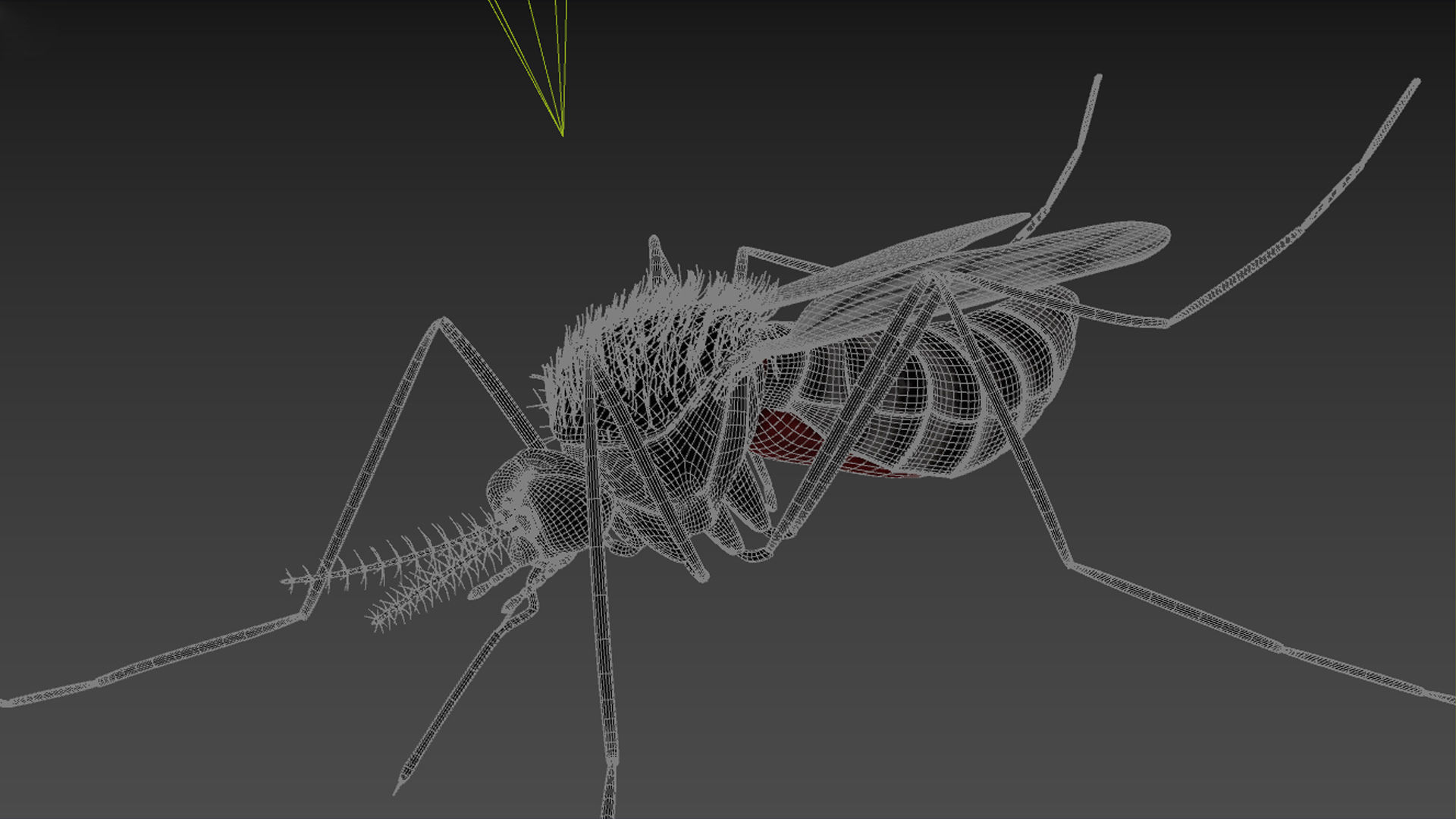 mosquito 3D model_4