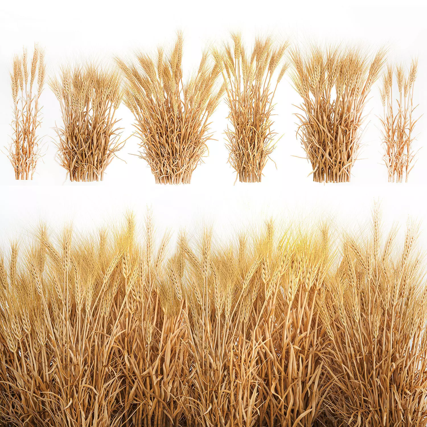 Bushes of dry ears of wheat for landscape design 1207 3D model_0