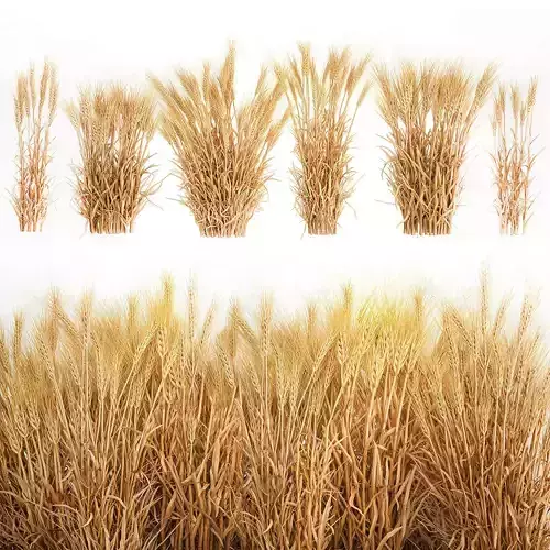 Bushes of dry ears of wheat for landscape design 1207 3D model