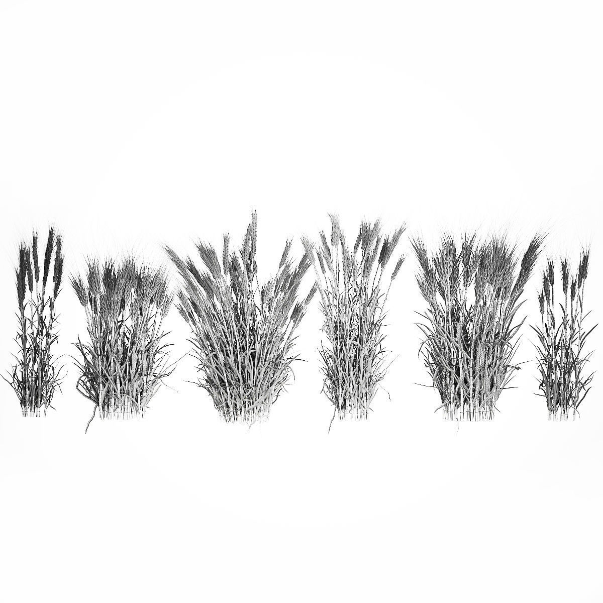 Bushes of dry ears of wheat for landscape design 1207 3D model_7
