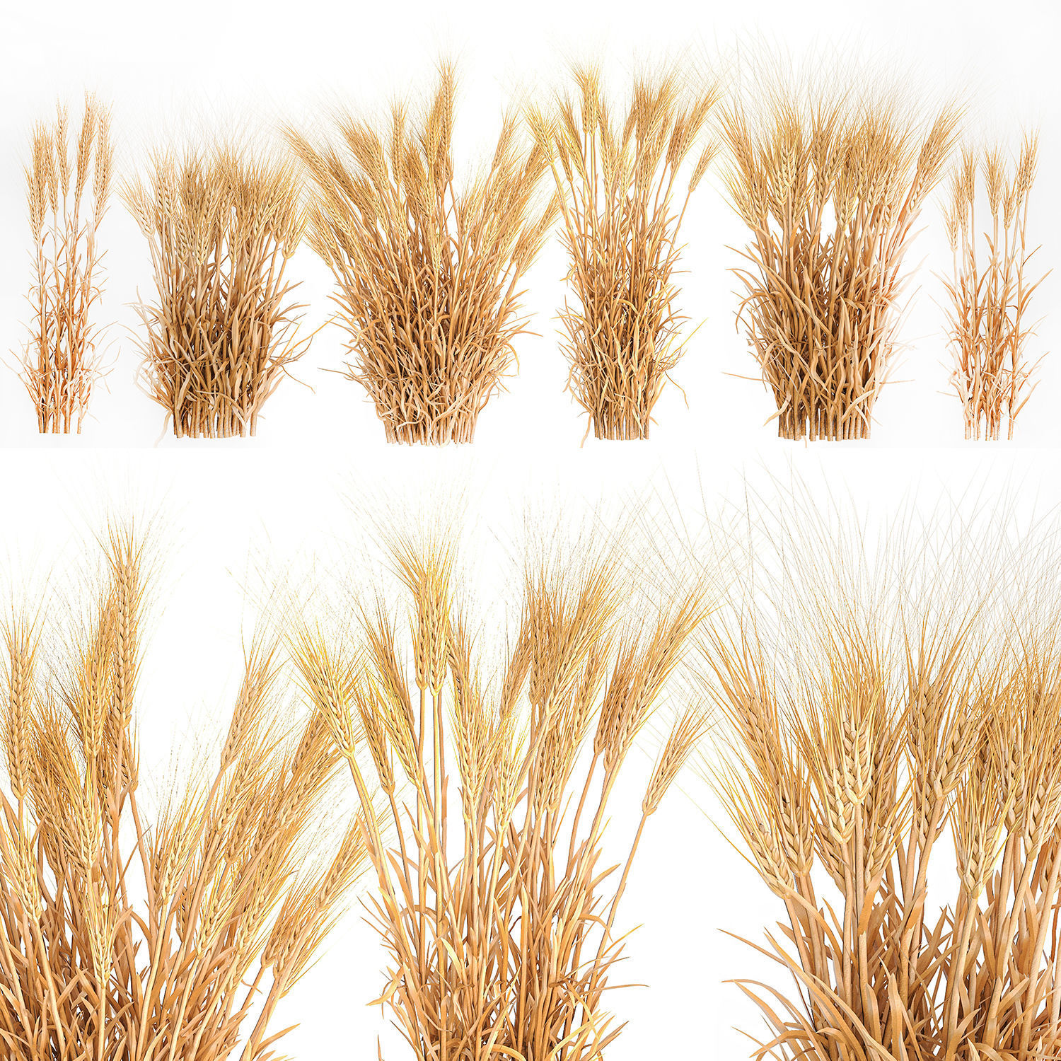 Bushes of dry ears of wheat for landscape design 1207 3D model_6