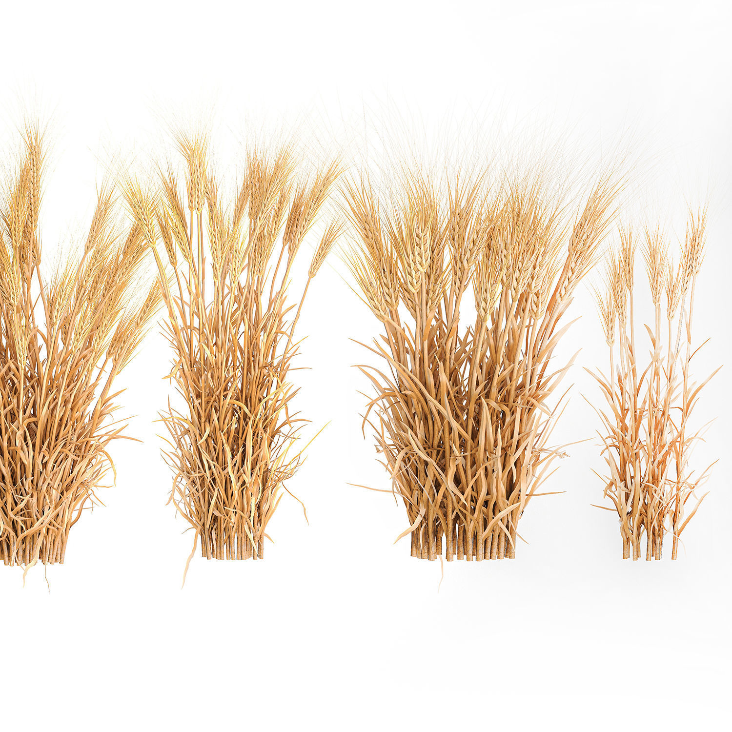 Bushes of dry ears of wheat for landscape design 1207 3D model_5