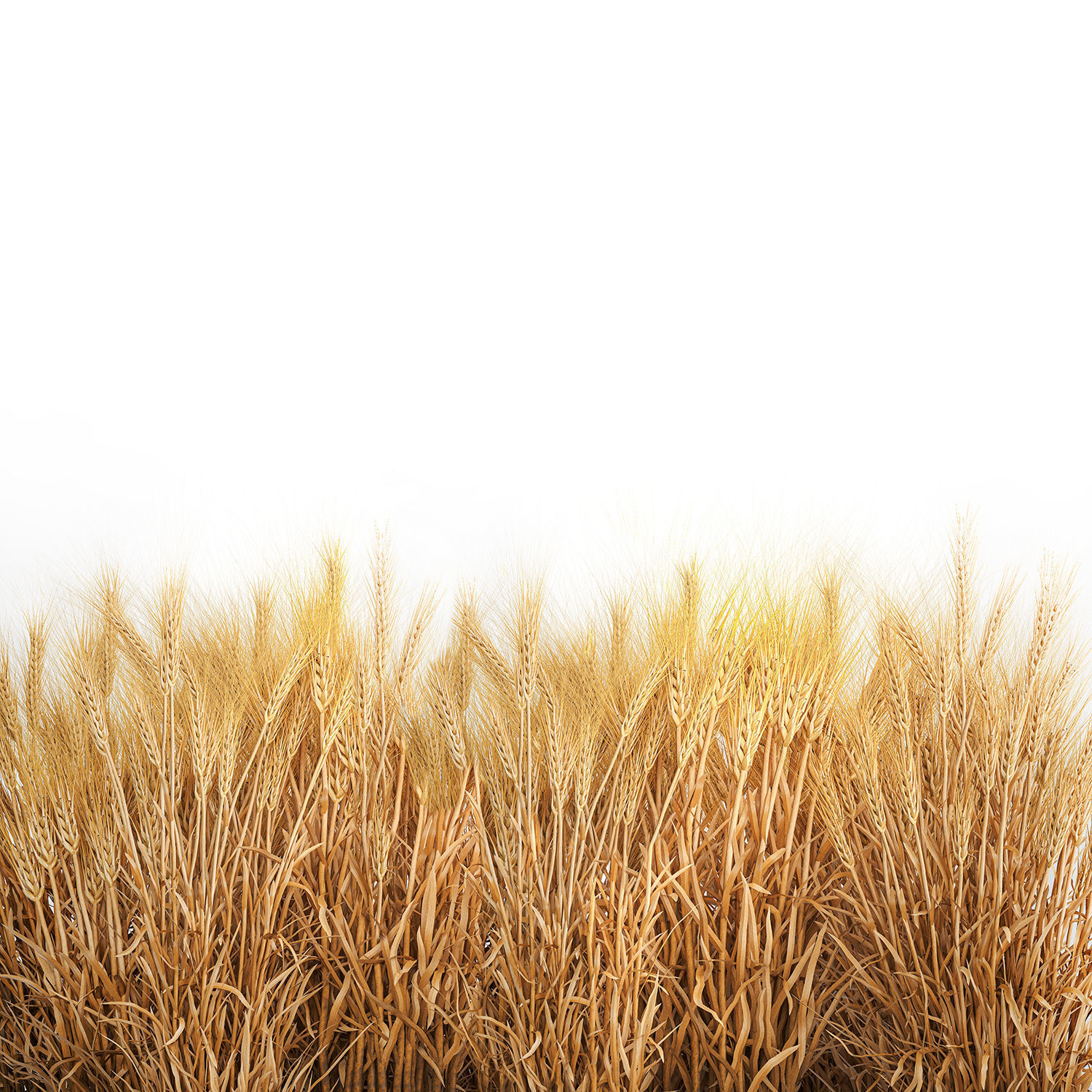 Bushes of dry ears of wheat for landscape design 1207 3D model_3