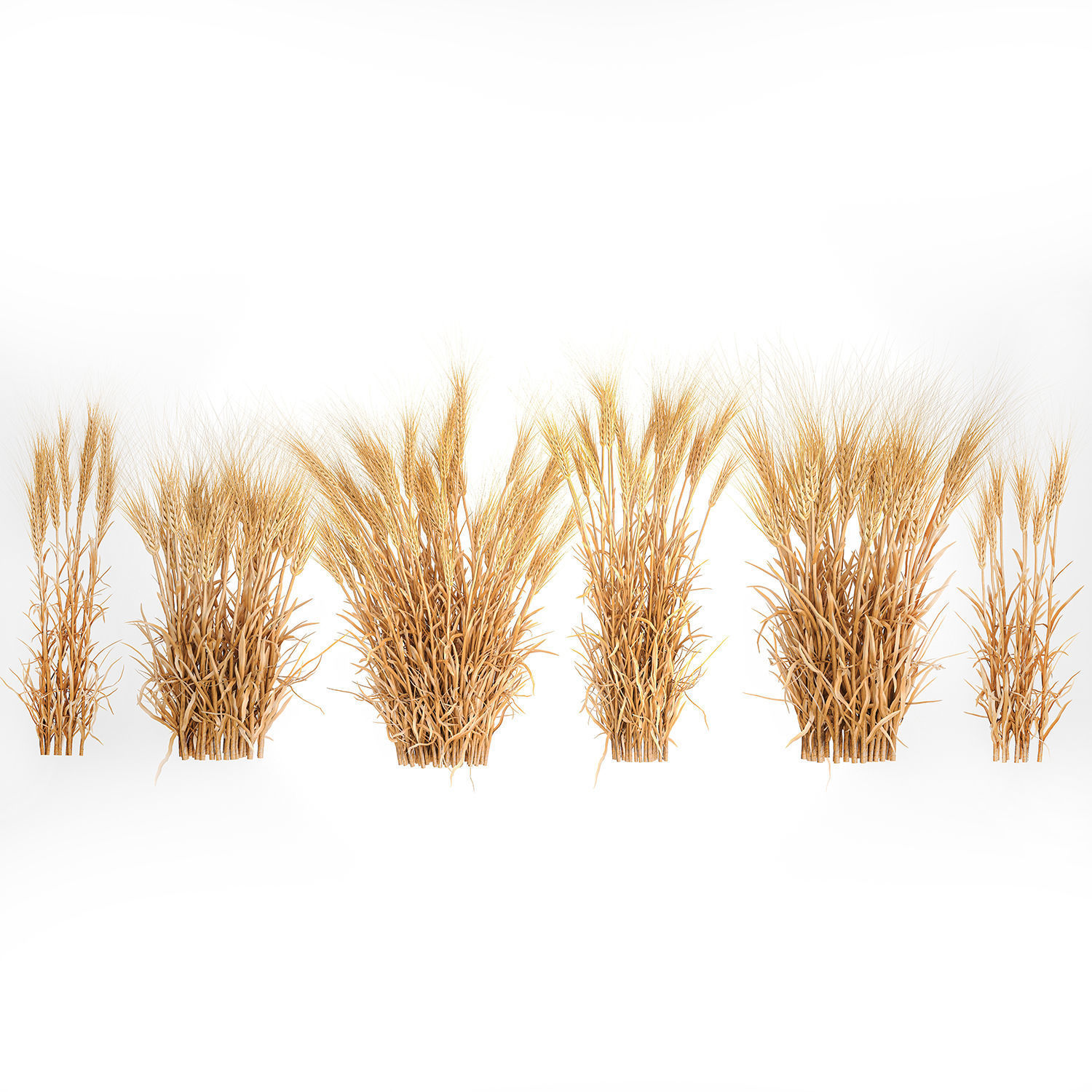 Bushes of dry ears of wheat for landscape design 1207 3D model_1