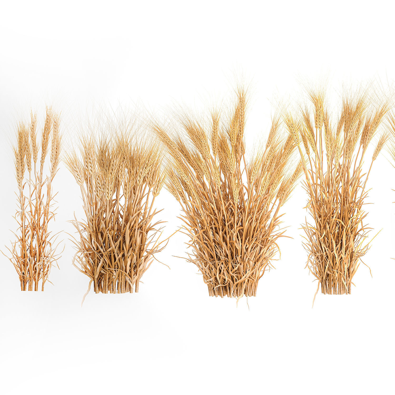 Bushes of dry ears of wheat for landscape design 1207 3D model_4