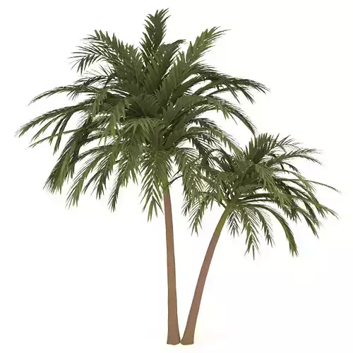 palm tree 70 3D model