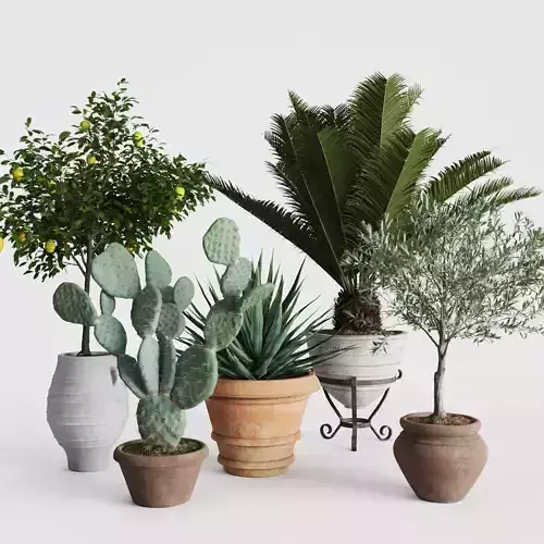 Set Mediterranean Plants In Antique Pots