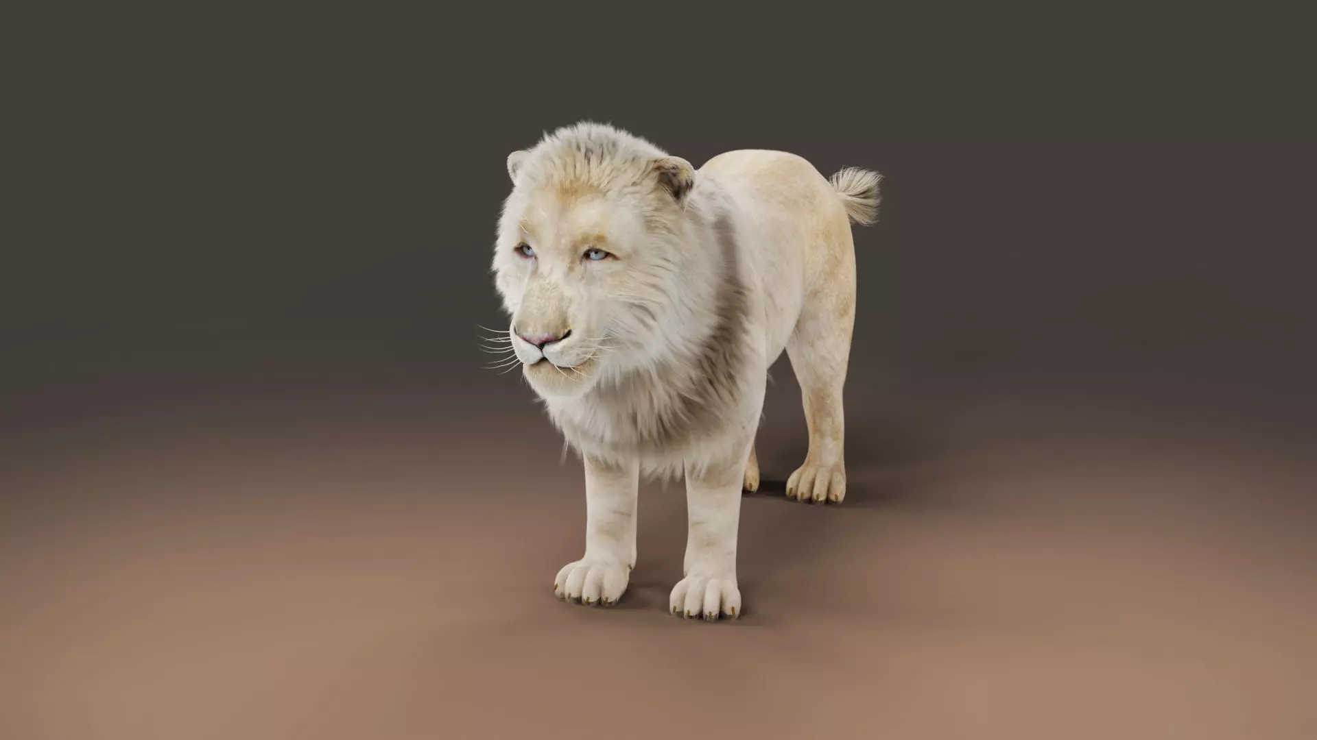 3D Fur White NO Lion Rigged Low-poly 3D model_0