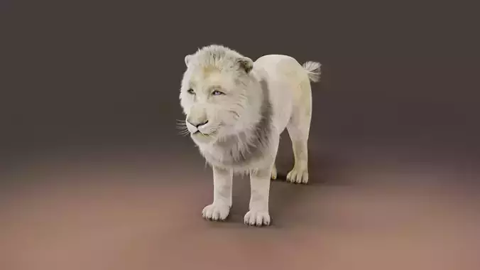 3D Fur White NO Lion Rigged
