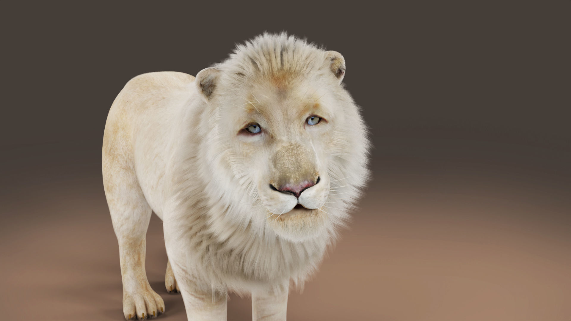 3D Fur White NO Lion Rigged Low-poly 3D model_1