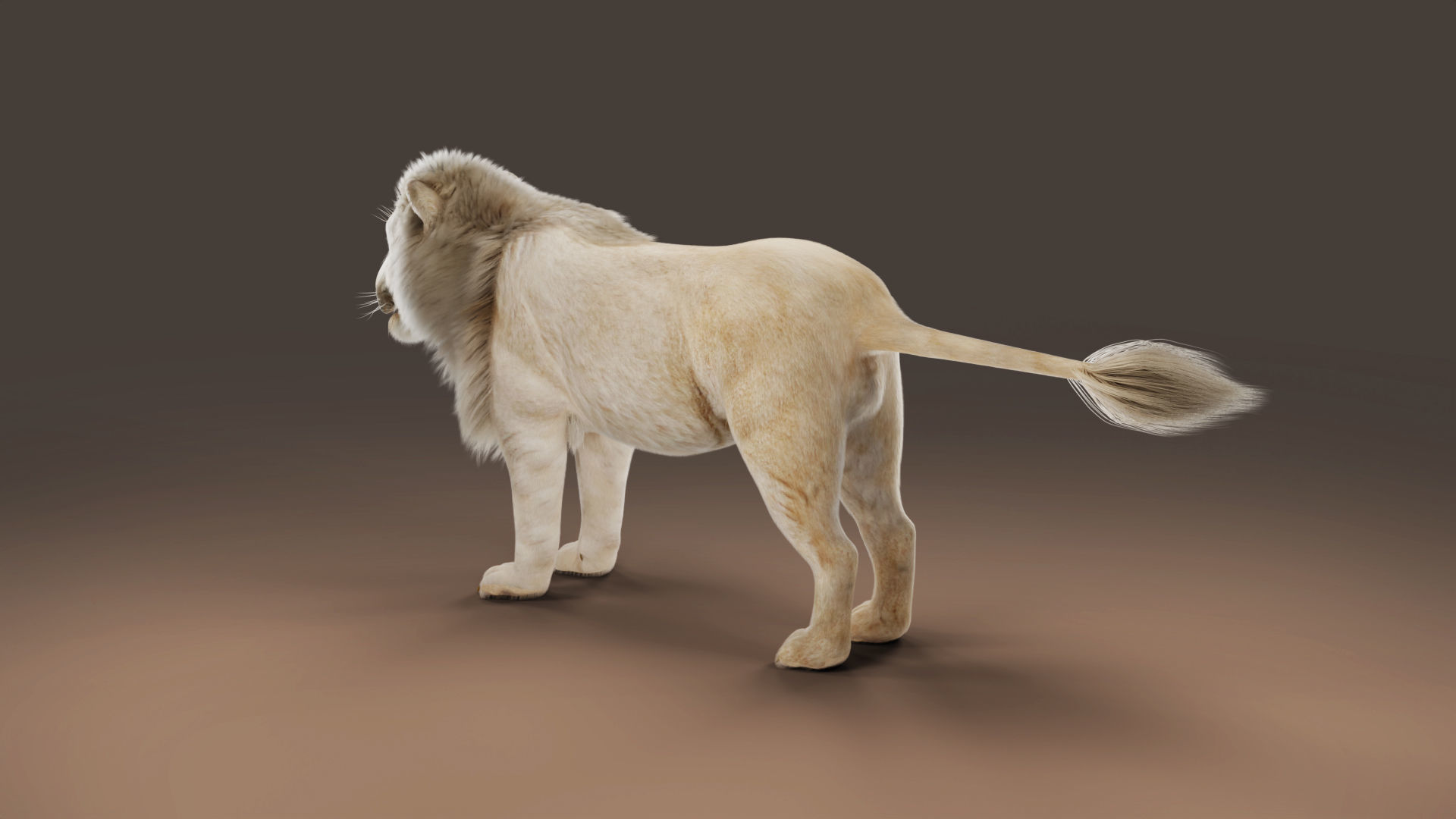 3D Fur White NO Lion Rigged Low-poly 3D model_3