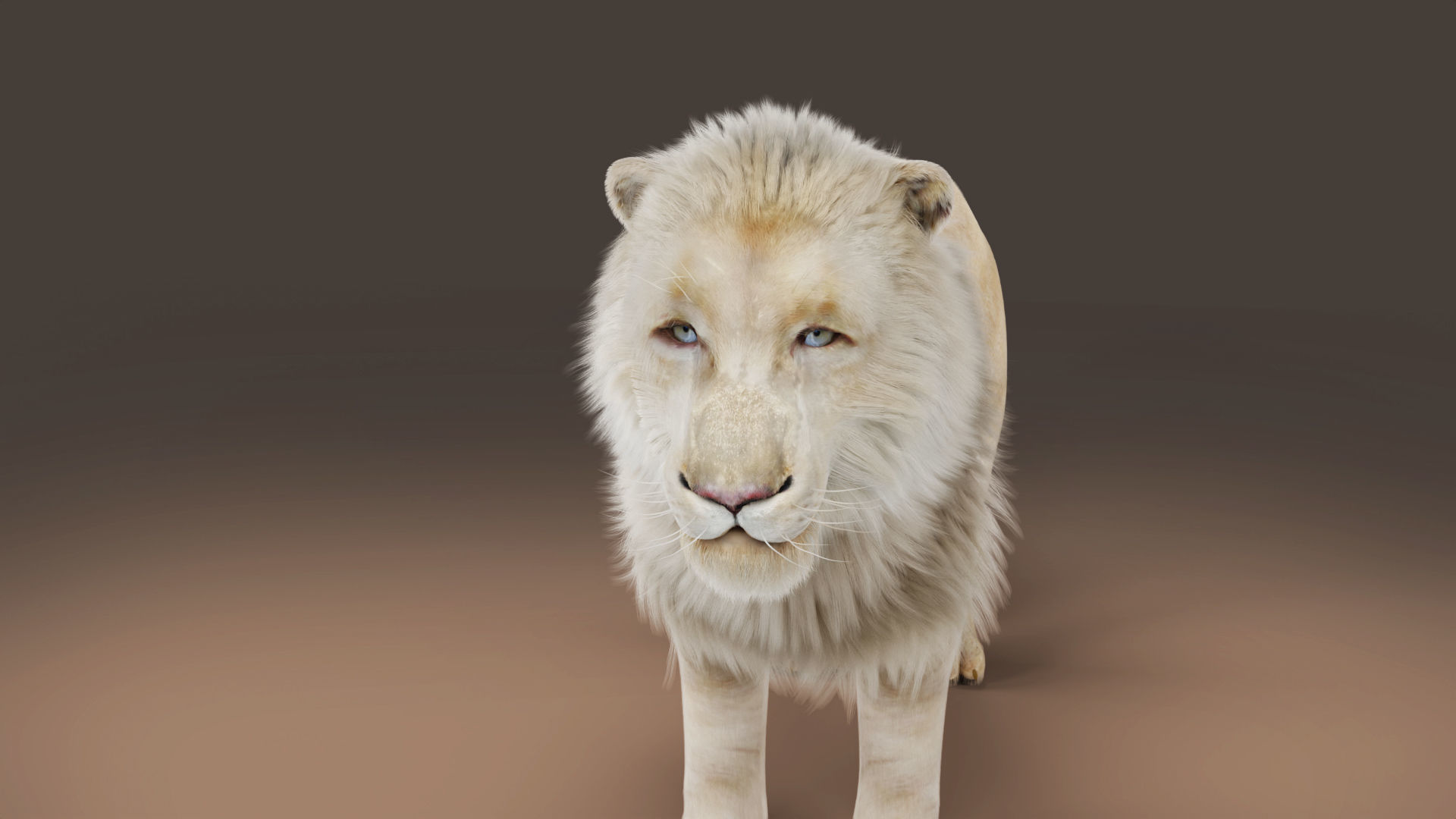 3D Fur White NO Lion Rigged Low-poly 3D model_2