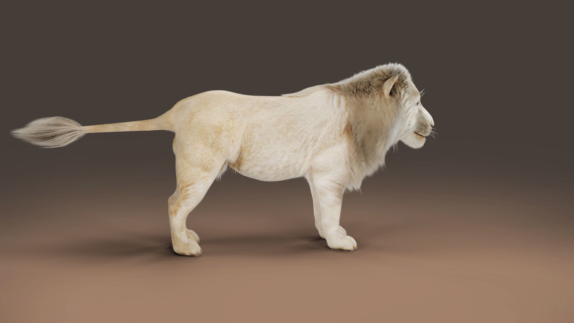 3D Fur White NO Lion Rigged Low-poly 3D model_4