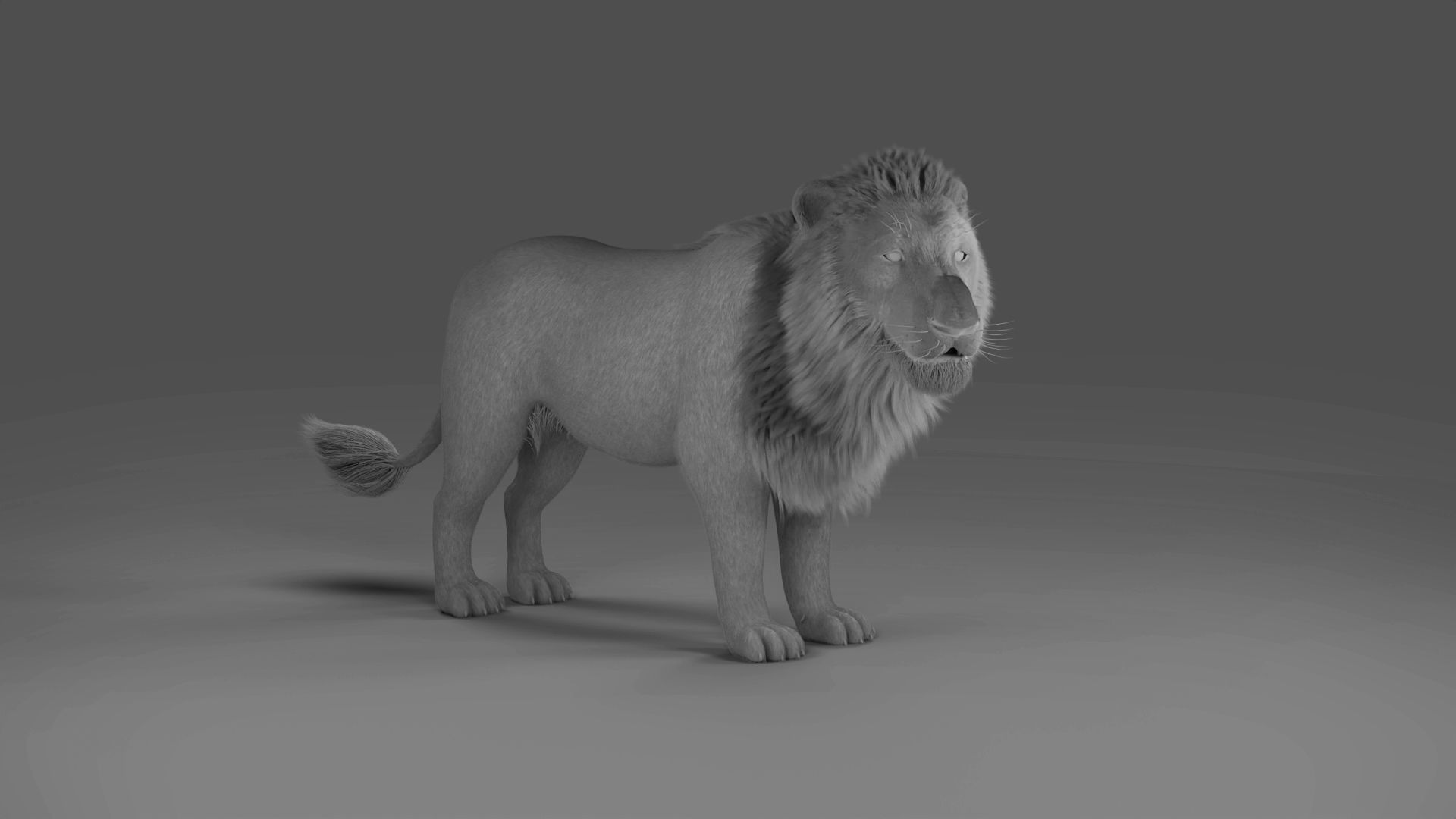 3D Fur White NO Lion Rigged Low-poly 3D model_5