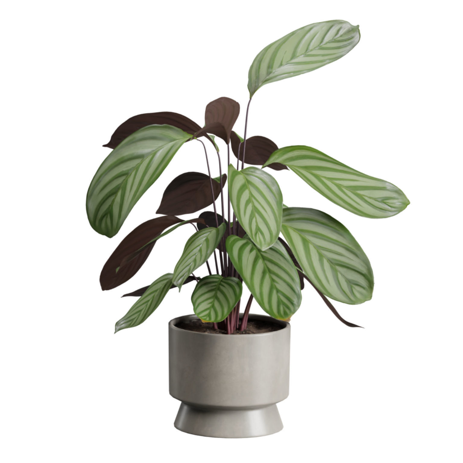 Indoor Plants Pack 42 3D model_5