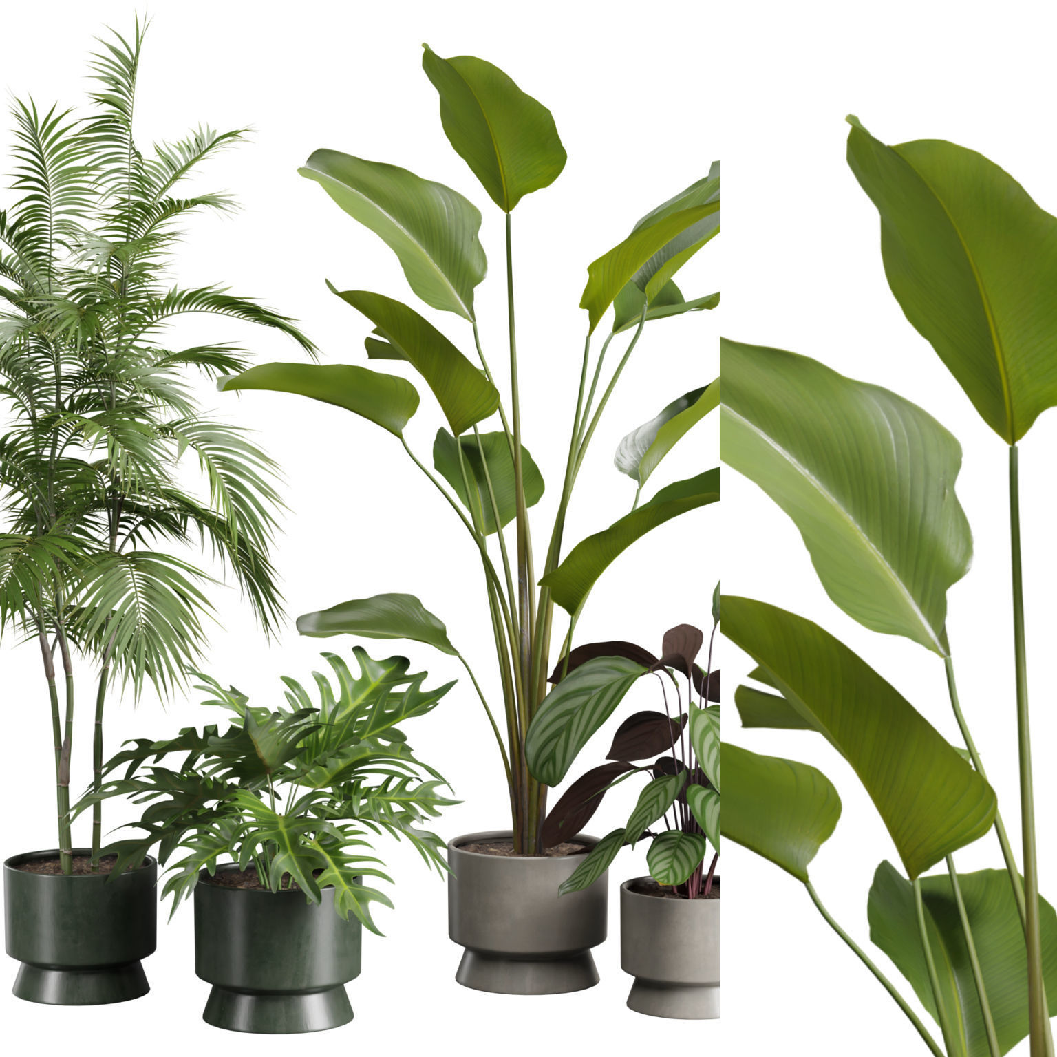 Indoor Plants Pack 42 3D model_2