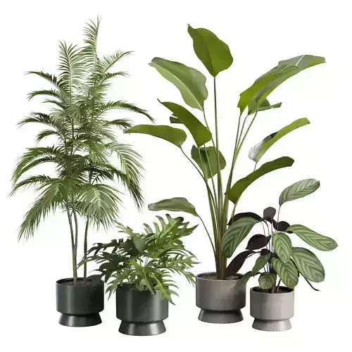 Indoor Plants Pack 42 3D model