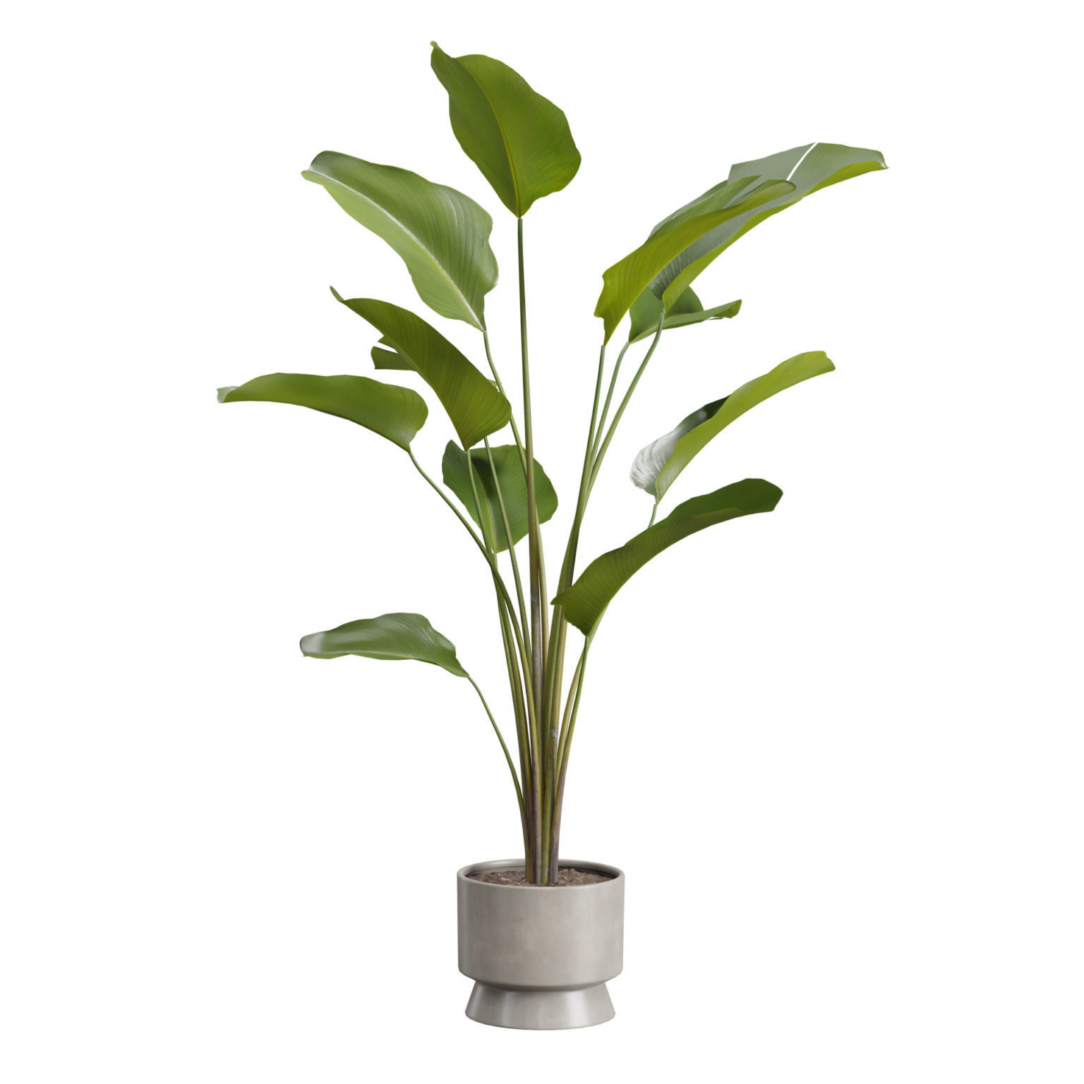 Indoor Plants Pack 42 3D model_3