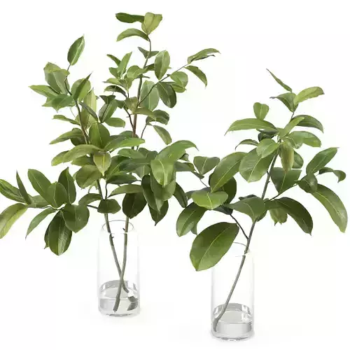 Magnolia Branch set 01 3D model