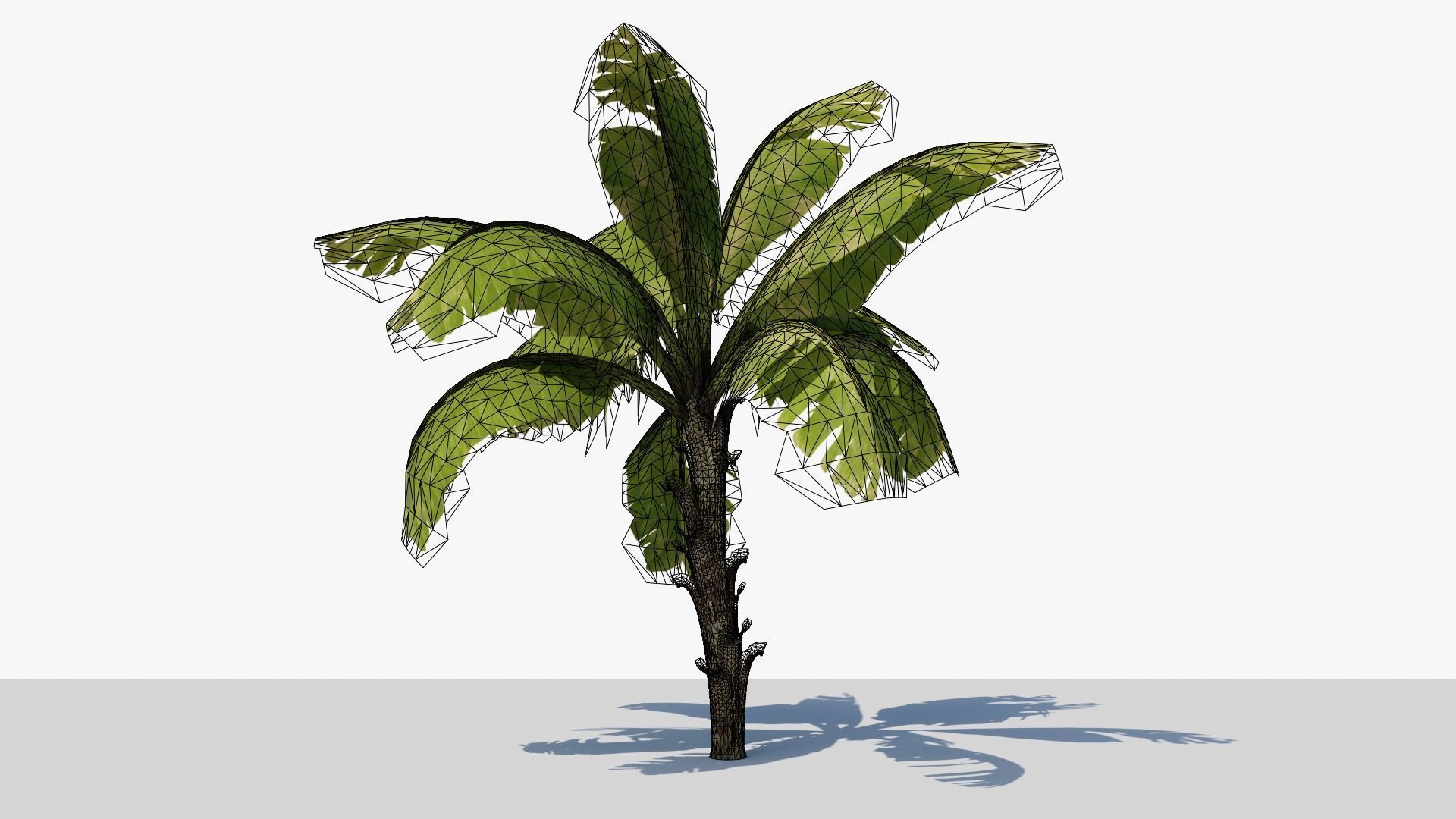 Banana Plant Tree Low-poly 3D model_7