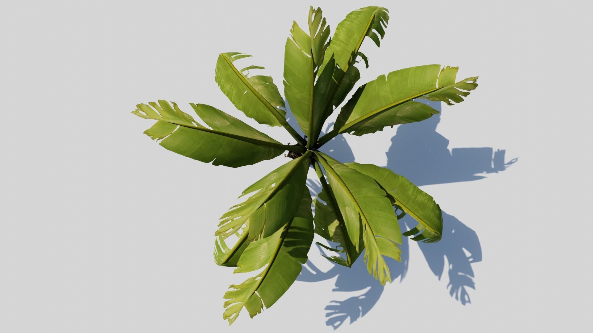 Banana Plant Tree Low-poly 3D model_15