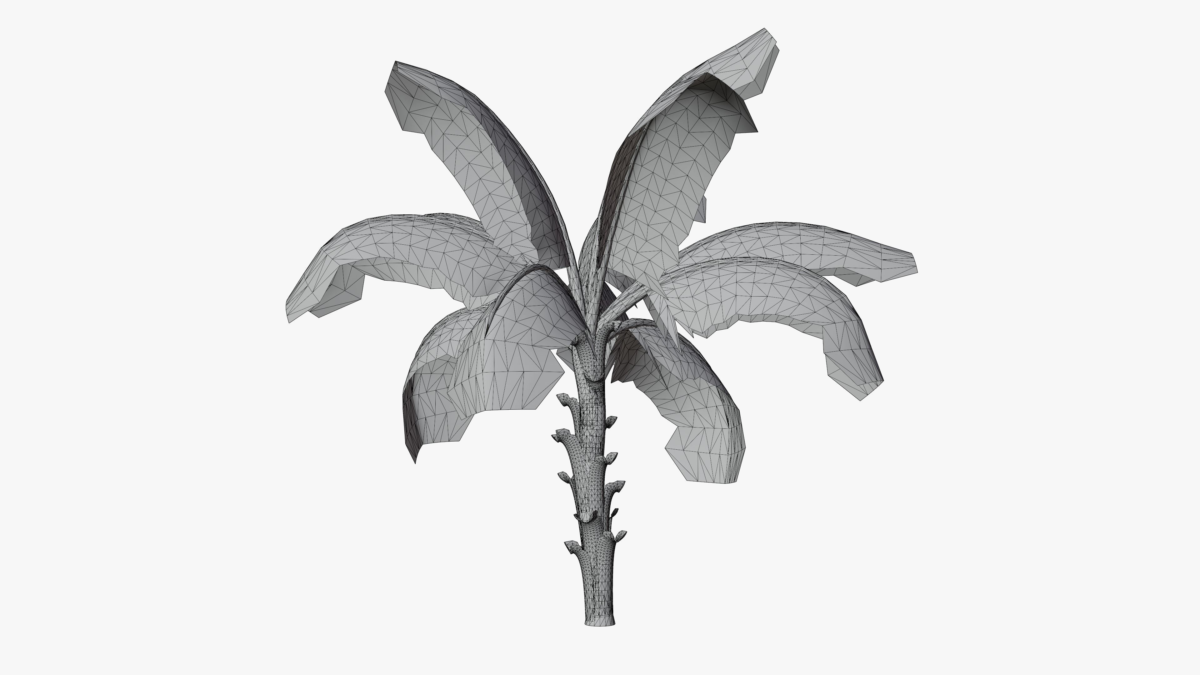Banana Plant Tree Low-poly 3D model_11