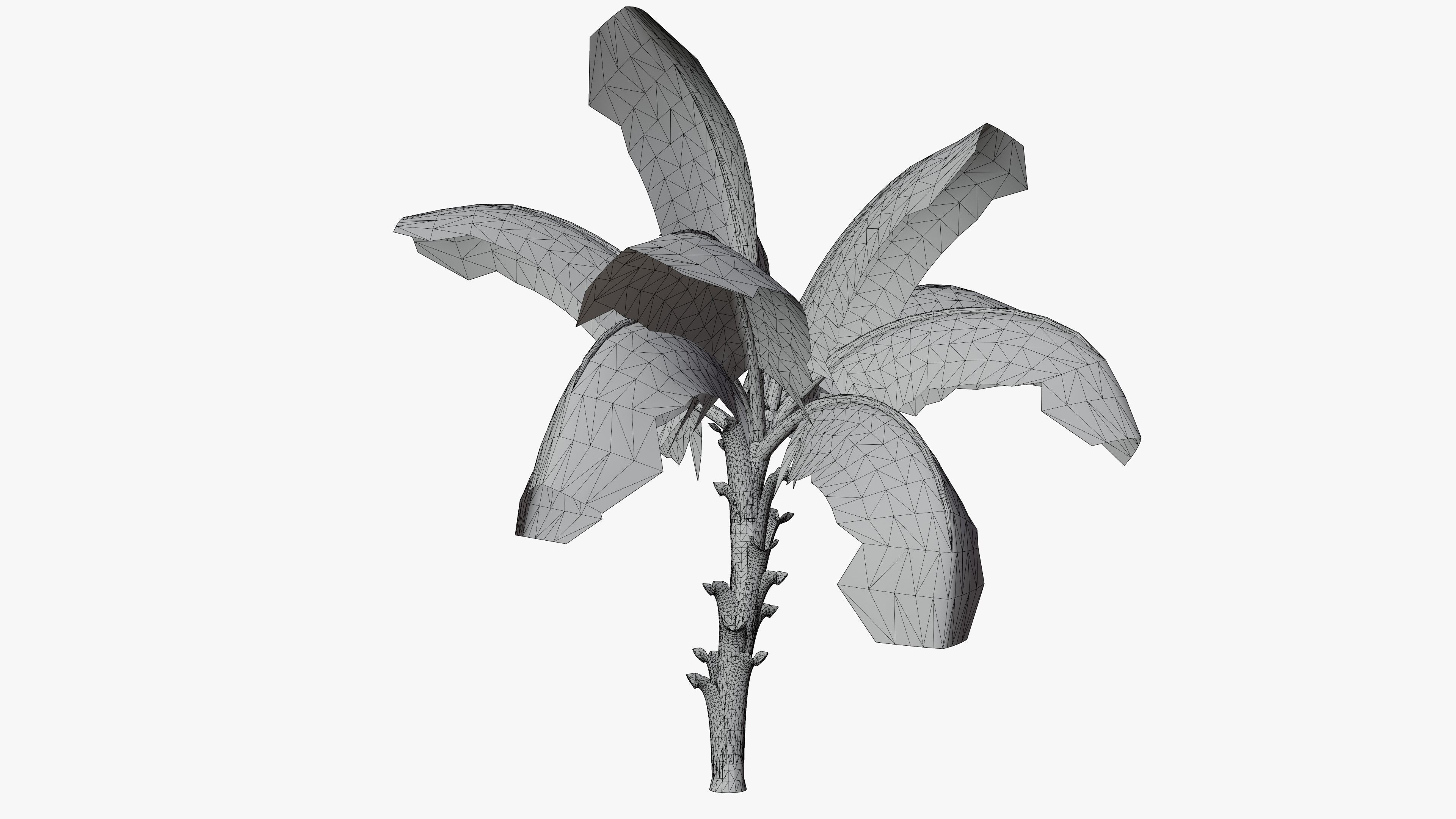 Banana Plant Tree Low-poly 3D model_14