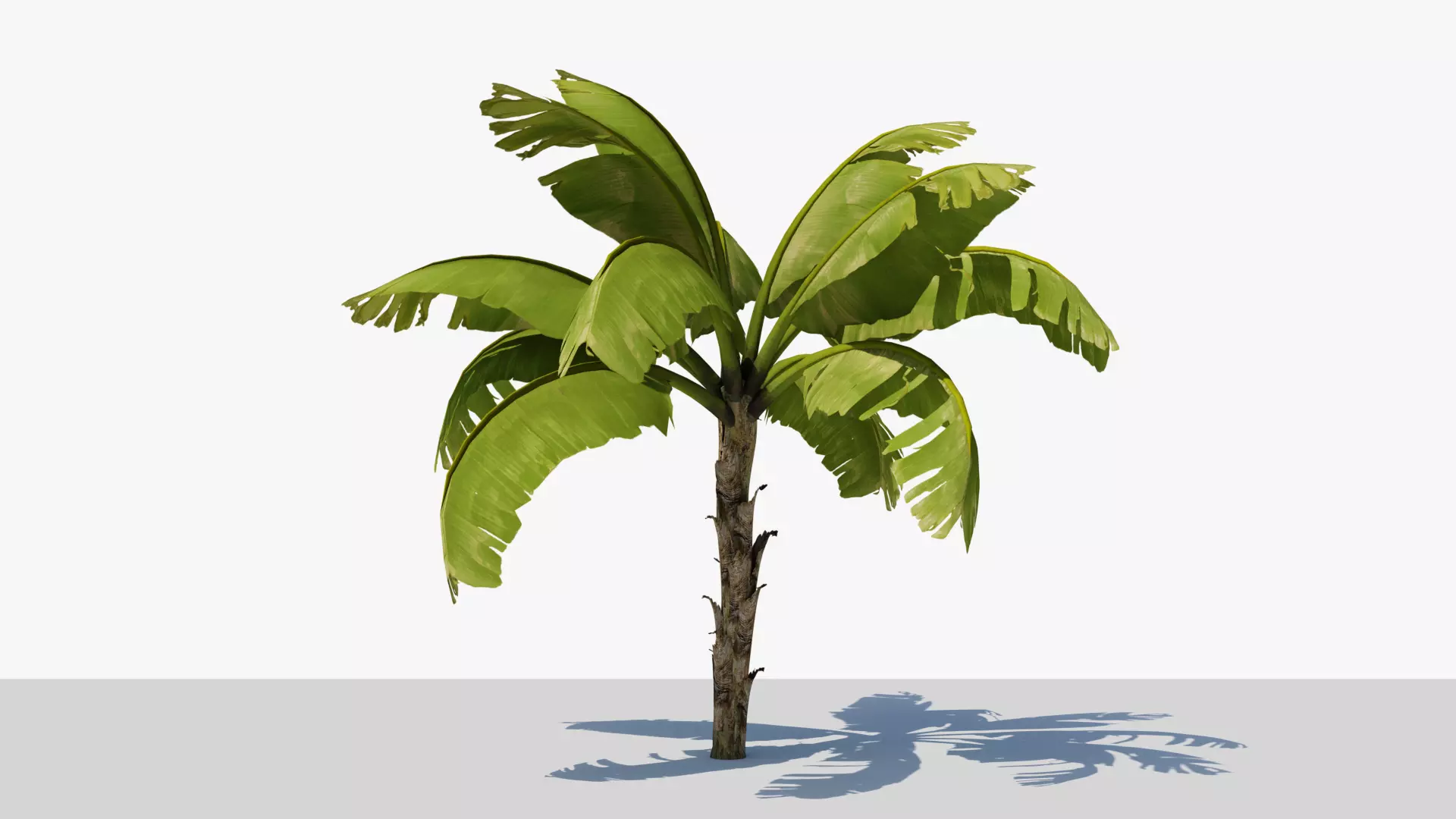 Banana Plant Tree Low-poly 3D model_0