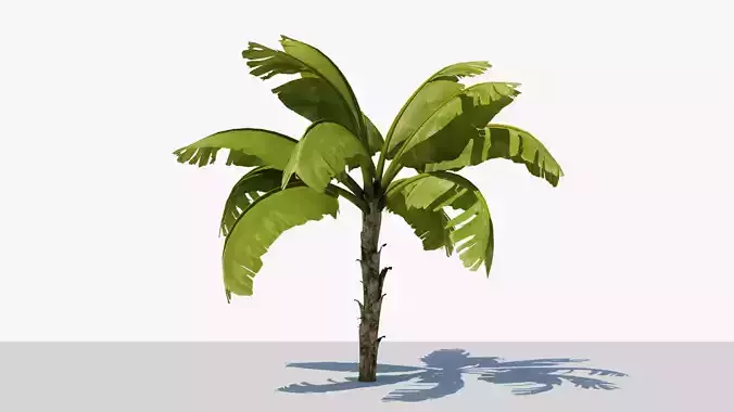 Banana Plant Tree