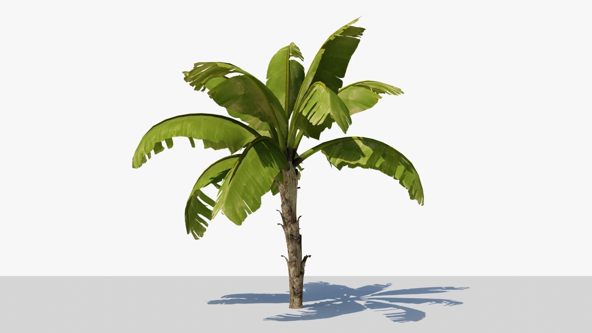 Banana Plant Tree Low-poly 3D model_3