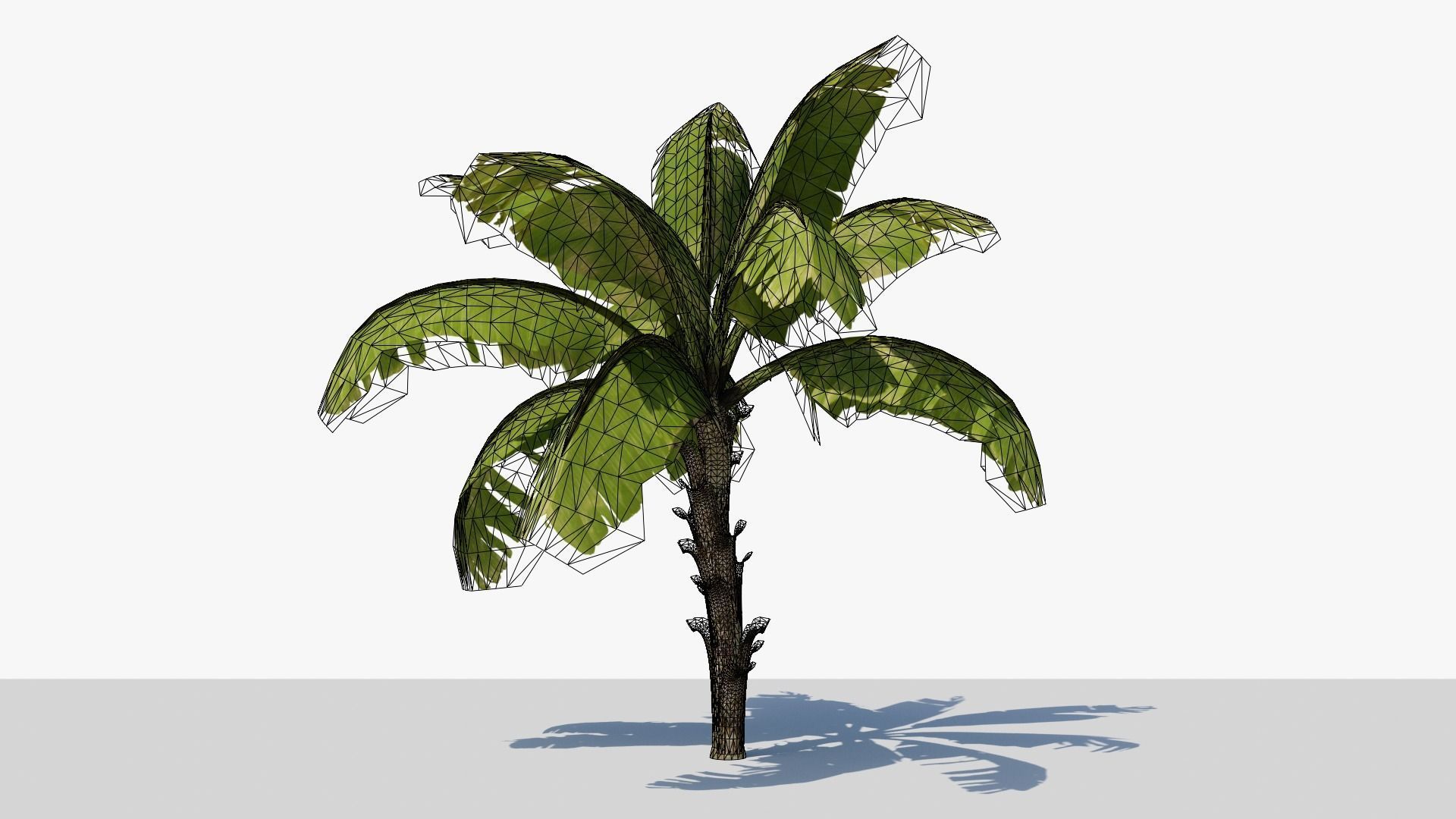 Banana Plant Tree Low-poly 3D model_4