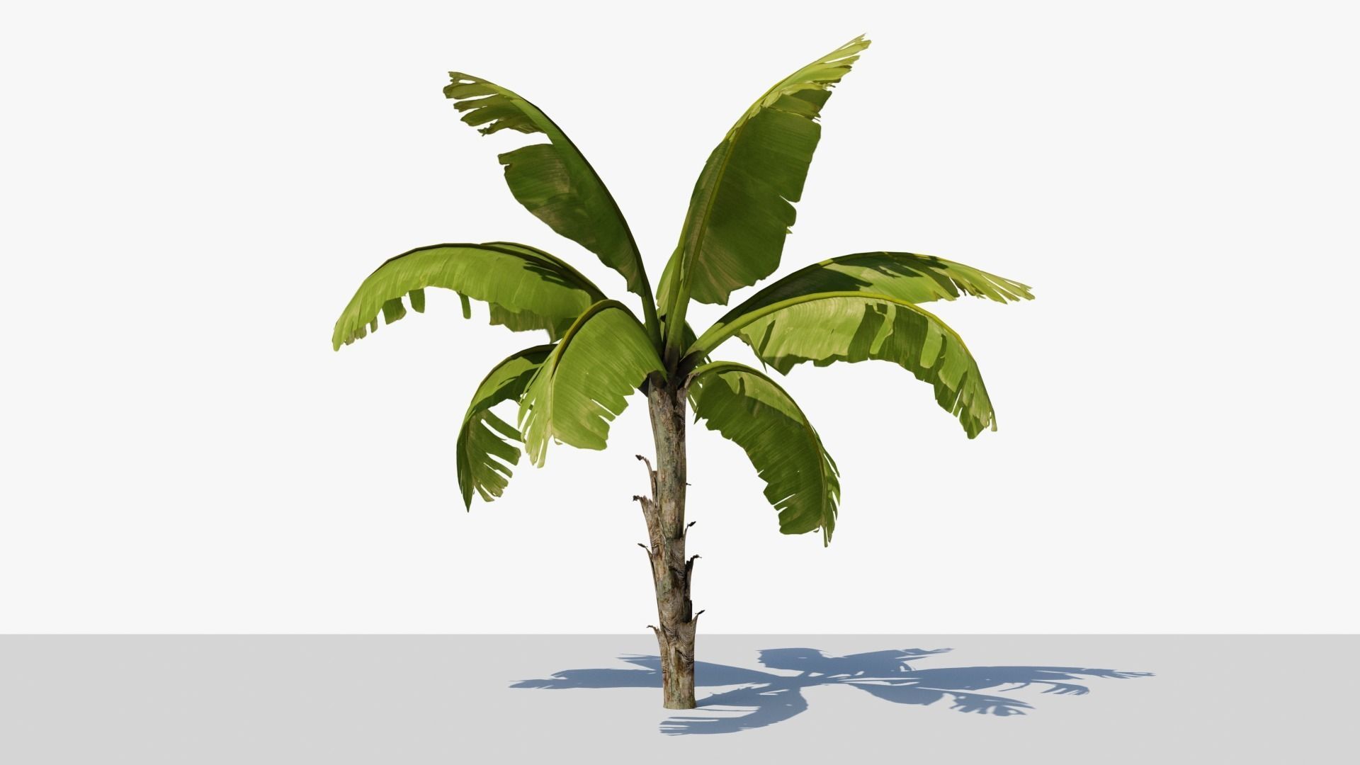 Banana Plant Tree Low-poly 3D model_9