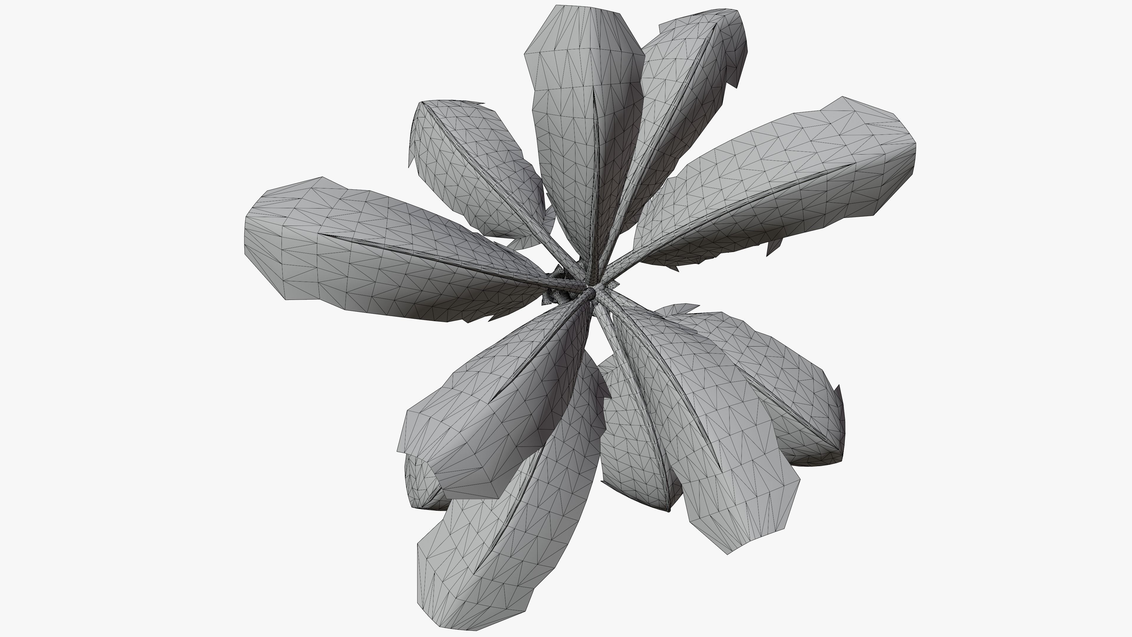 Banana Plant Tree Low-poly 3D model_17