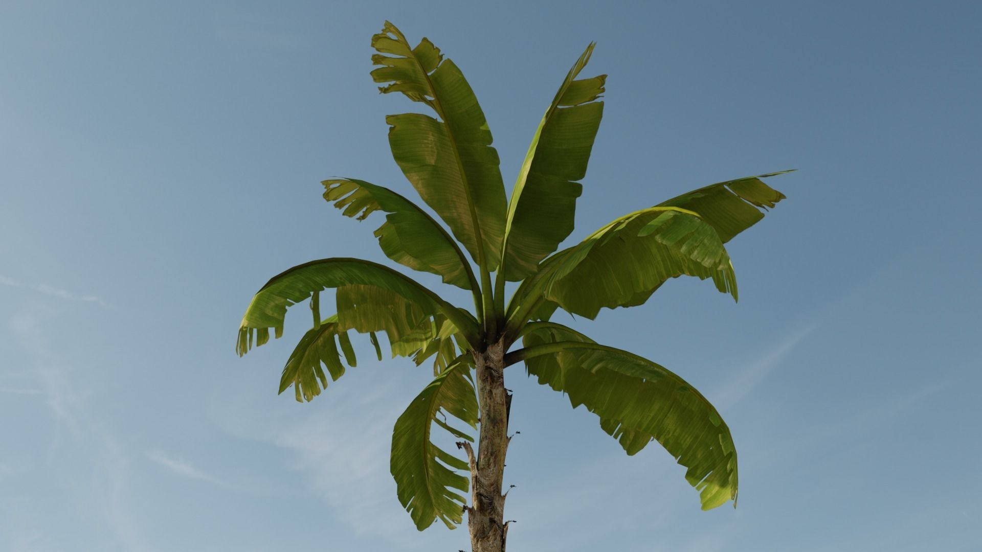 Banana Plant Tree Low-poly 3D model_18