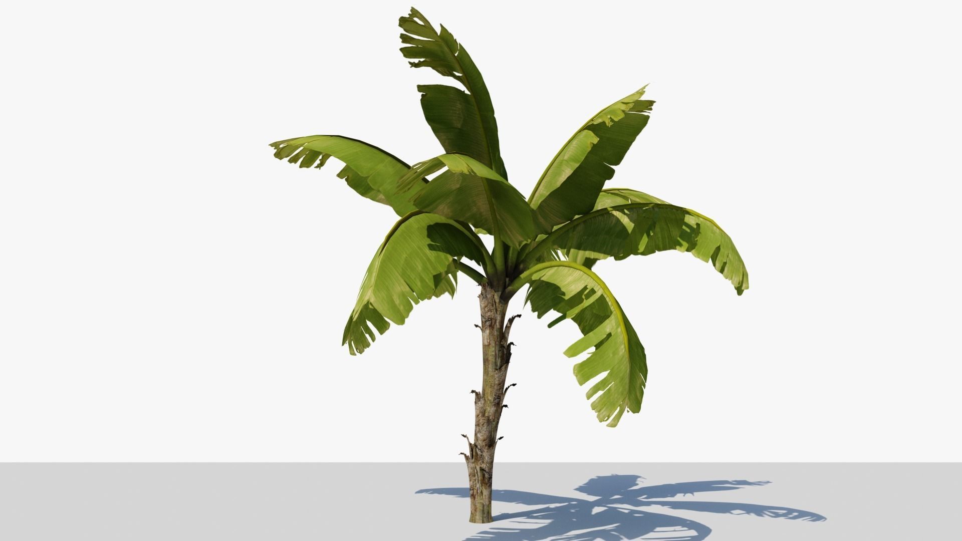 Banana Plant Tree Low-poly 3D model_12