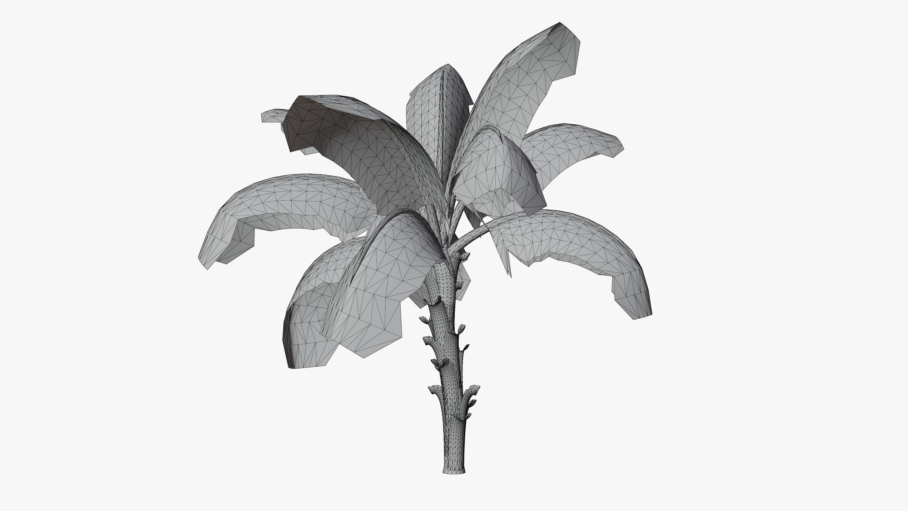 Banana Plant Tree Low-poly 3D model_5