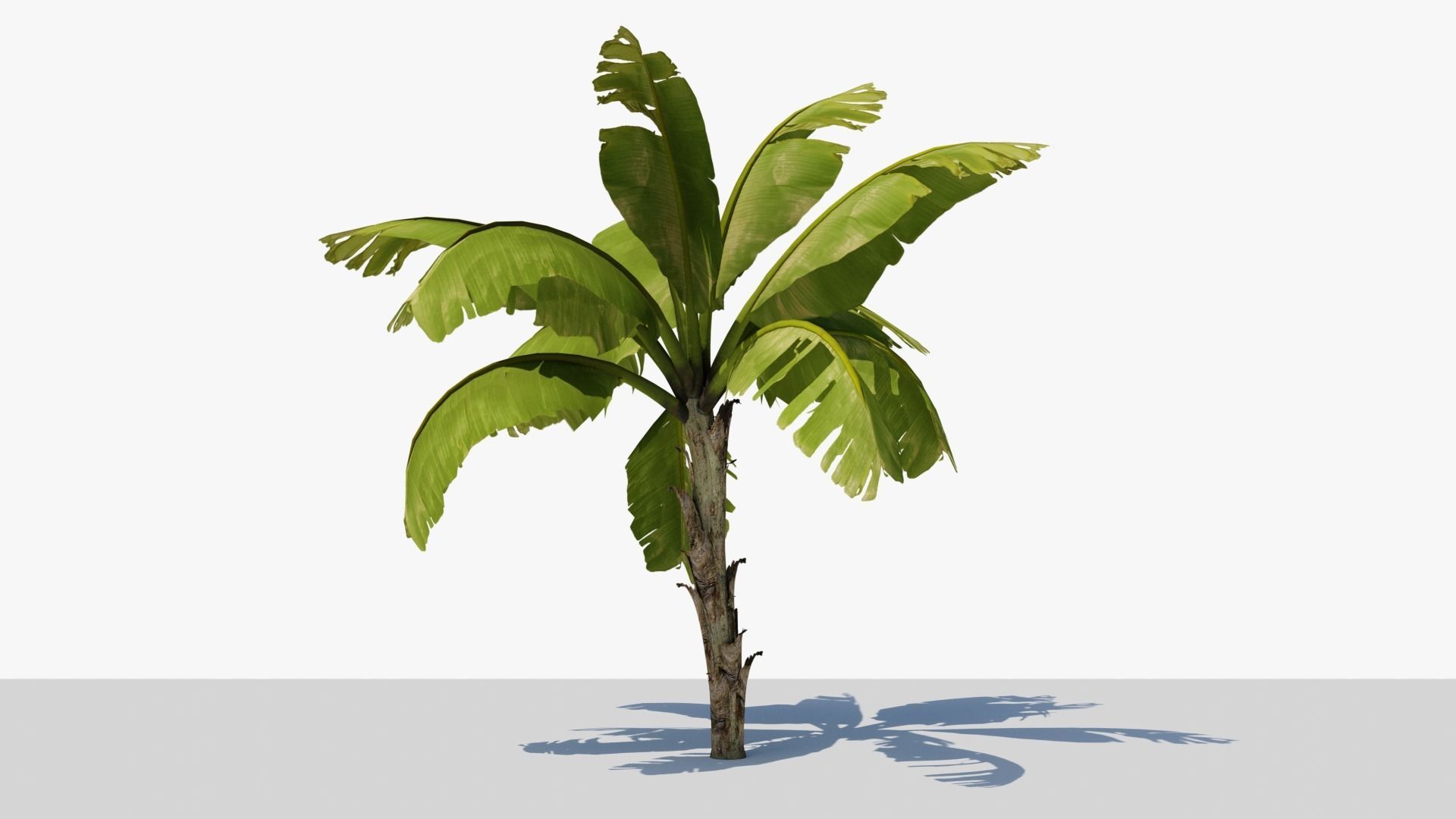 Banana Plant Tree Low-poly 3D model_6