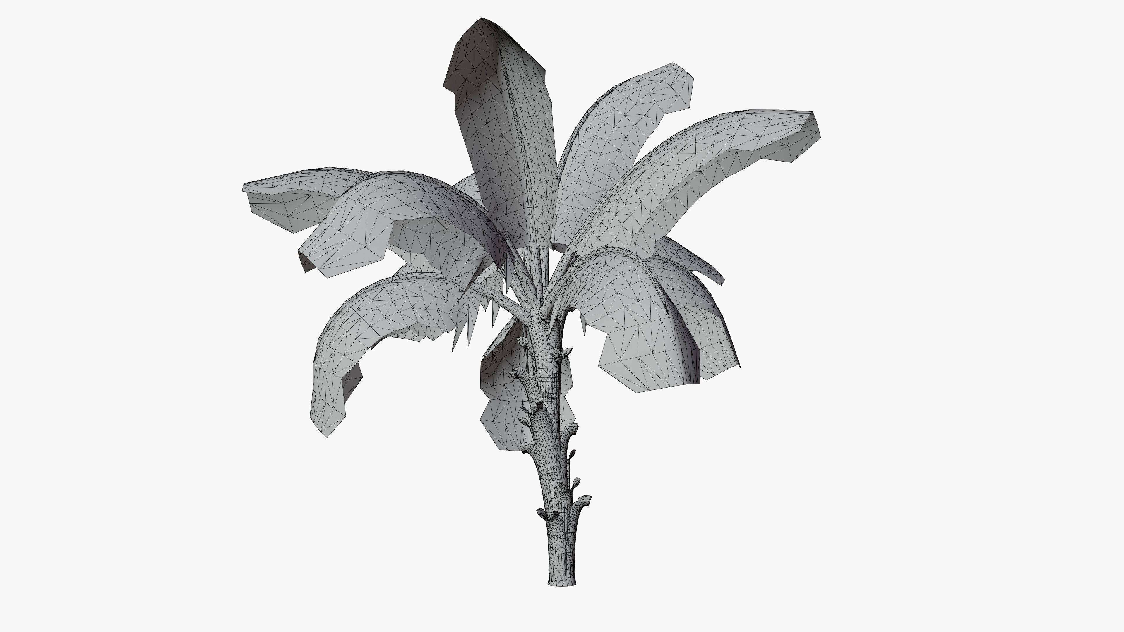 Banana Plant Tree Low-poly 3D model_8