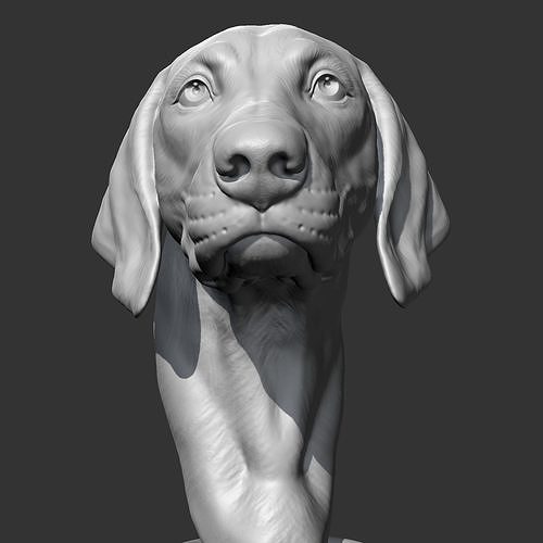 Weimaraner Head AM10 3D print model 3D print model