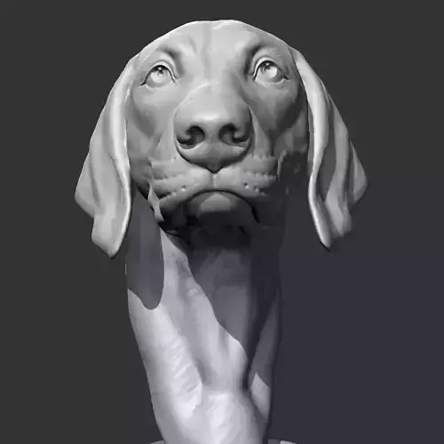 Weimaraner Head AM10 3D print model