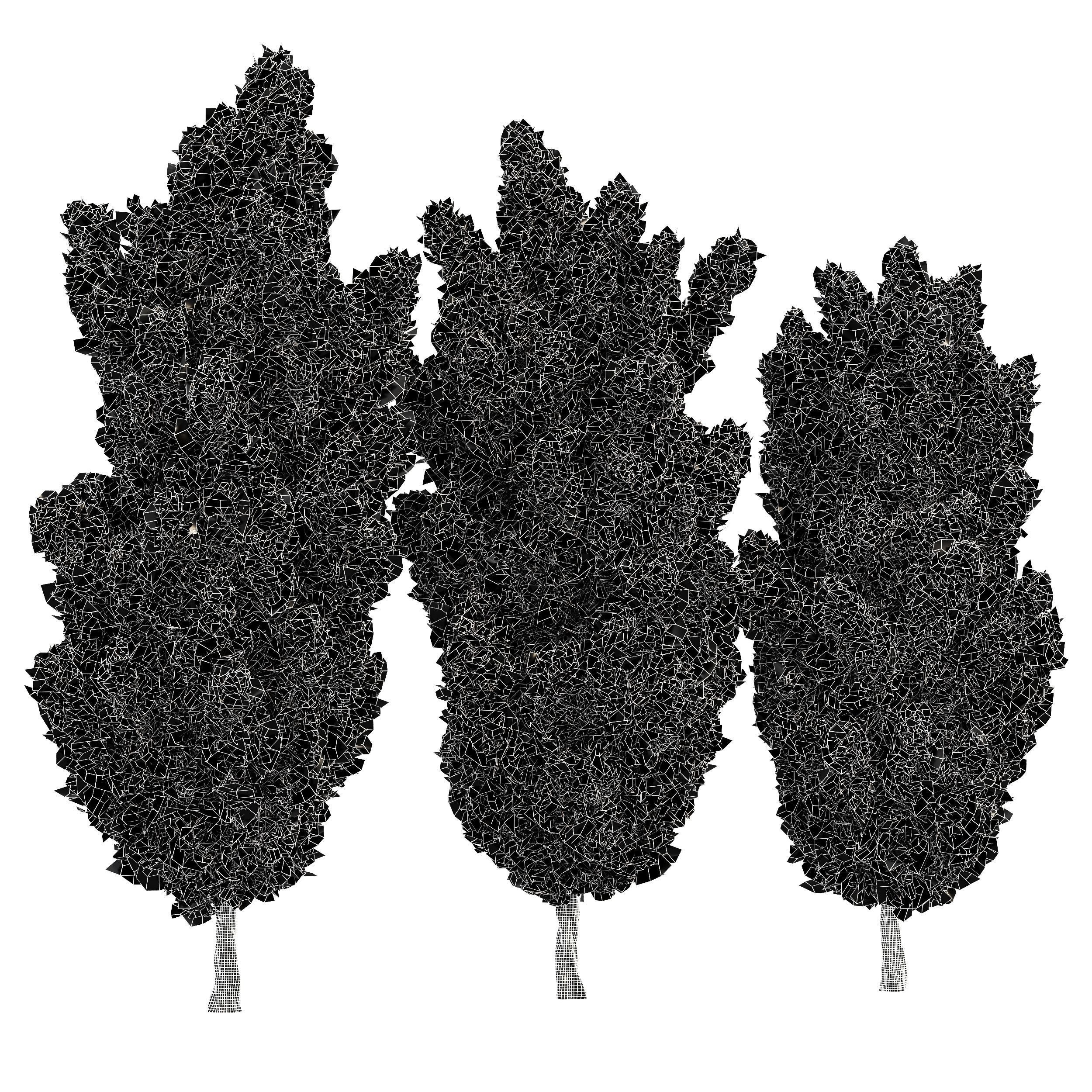 Mediterranean Cypress Italian Cypress High details 001 3D model_6
