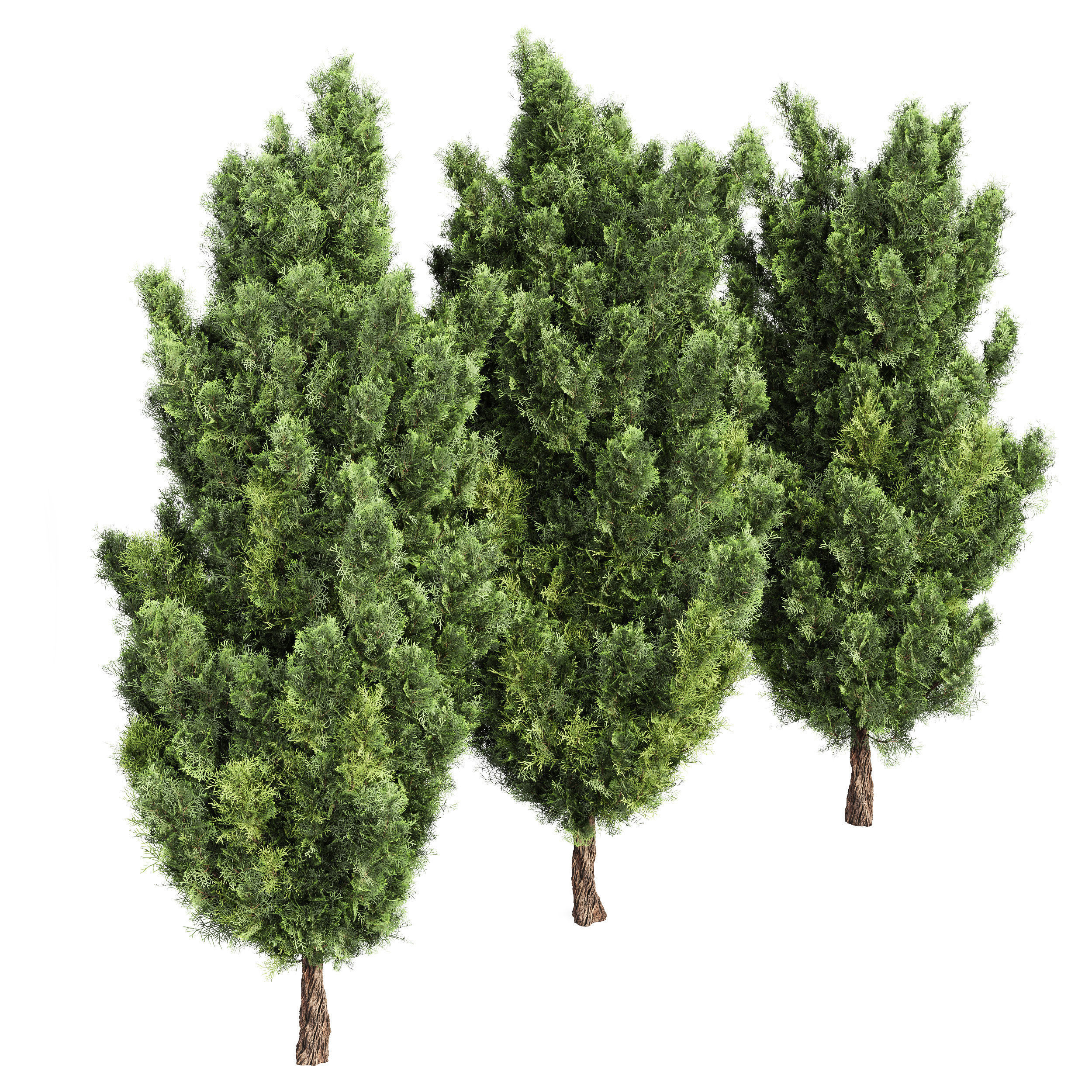 Mediterranean Cypress Italian Cypress High details 001 3D model_2
